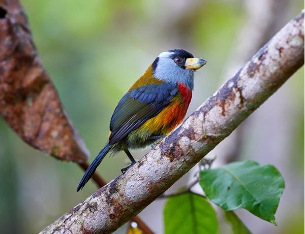 Toucan Barbet